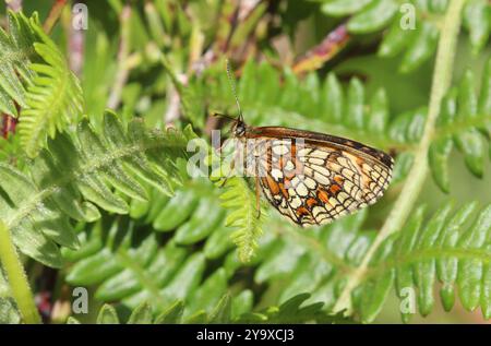 Heide Fritillary Butterfly auf Bracken - Melitaea athalia Stockfoto