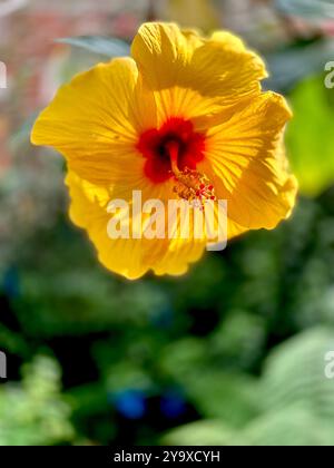 Gelbe Blume in tropischer Schlucht, Botanischen Gärten, Belfast Stockfoto