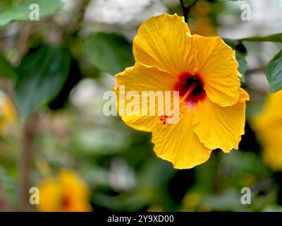 Gelbe Blume in tropischer Schlucht, Botanischen Gärten, Belfast Stockfoto