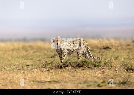 Ein Gepard steht wachsam in den weiten Graslandschaften der afrikanischen Savanne. Die majestätische Großkatze verkörpert Geschwindigkeit und Anmut in ihrem natürlichen Lebensraum, Showcas Stockfoto