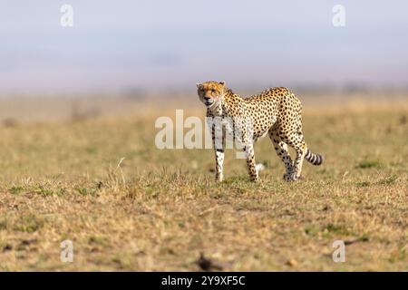 Ein anmutiger Gepard spaziert über das weite Grasland und zeigt seine natürliche Eleganz und Kraft. Die offene Savanne bietet eine wunderschöne, ruhige Kulisse Stockfoto