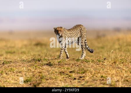 Ein ruhiger Gepard spaziert anmutig über die goldenen Ebenen der afrikanischen Savanne und zeigt seine Eleganz und Kraft in freier Wildbahn. Die weite Landschaft Stockfoto