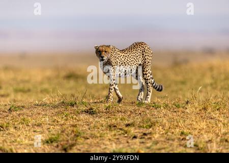 Ein majestätischer Gepard spaziert anmutig über eine sonnenbeschienene Savanne und präsentiert sein elegantes gepunktetes Fell vor der weiten offenen Landschaft, das den Esenc verkörpert Stockfoto