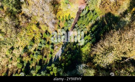 Aus der Vogelperspektive sehen Sie Schatten über einem Wald, neu gepflanzte Kiefern in den Cascade-Ausläufern, Washington State, USA Stockfoto