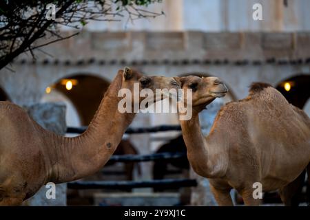 Kamele im Souq Waqif in Doha, Katar Stockfoto