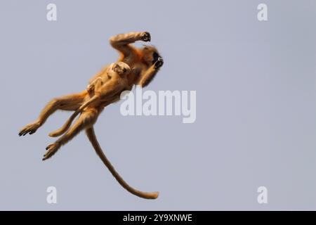 Indien, Assam, Manas National Park, Golden langur oder Gee's semnopithecus (Trachypithecus geei), Mutter- und Babyspringen Stockfoto