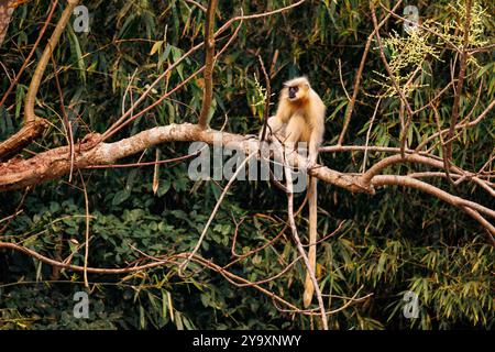 Indien, Assam, Manas National Park, Golden langur oder Gee's semnopithecus (Trachypithecus geei), in einem Baum Stockfoto
