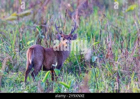 Indien, Assam, Manas National Park, Indisches Schweinehund (Axis porcinus), Erwachsene männliche Fütterung in der Ebene Stockfoto