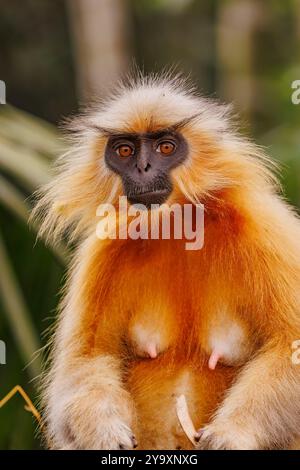 Indien, Assam, Manas National Park, Golden langur oder Gee's semnopithecus (Trachypithecus geei), in einem Baum Stockfoto