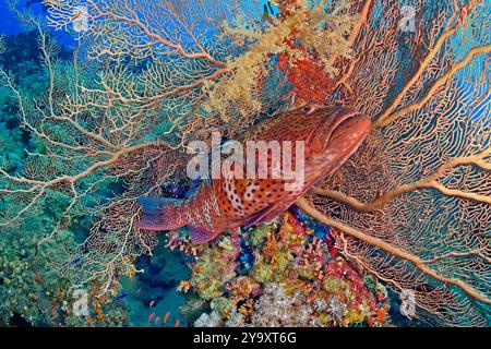 Ägypten, Rotes Meer, ein Rotes Meer Korallenbarsch (Plectropomus pessuliferus marisrubri) vor einer Fächerkoralle (Subergorgia hicksoni) Stockfoto