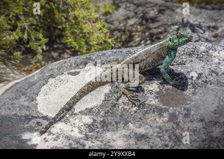 Südafrika, Westkap, Southern Rock Agama (Agama ATRA) im Table Mountain National Park Stockfoto