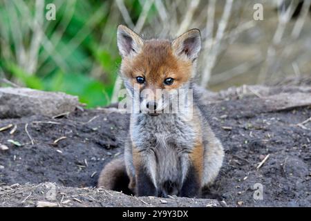 Frankreich, Doubs, Wildtiere, Fuchs (Vulpes vulpes), Jungtier, Burrow Stockfoto
