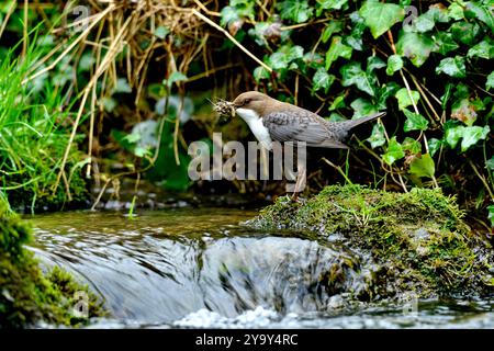 Frankreich, Doubs, Glay, Doue Valley, Tierwelt, Vogel, Dipper (Cinclus cinclus) Stockfoto