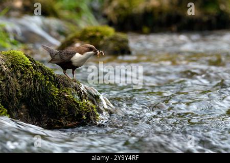 Frankreich, Doubs, Glay, Doue Valley, Tierwelt, Vogel, Dipper (Cinclus cinclus) Stockfoto