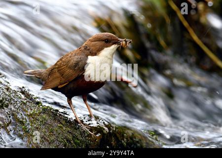 Frankreich, Doubs, Glay, Doue Valley, Tierwelt, Vogel, Dipper (Cinclus cinclus) Stockfoto