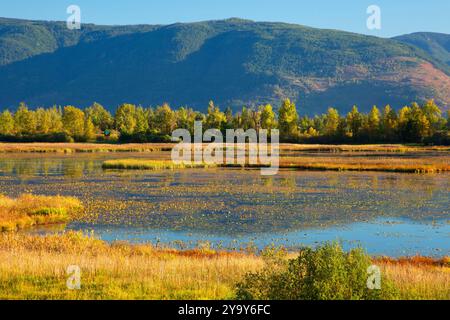 Corn Creek Feuchtgebiete vom Bird Tower auf Songbird Walk, Creston Valley Wildlife Management Area, British Columbia, Kanada Stockfoto