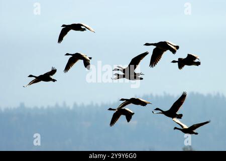 Kanadänse (Branta canadensis) Silhouette im Flug, Kootenai National Wildlife Refuge, Idaho Stockfoto