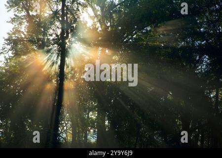 Waldnebelstarburst, Kootenai National Wildlife Refuge, Idaho Stockfoto