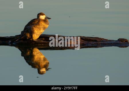 Ruddyente (Oxyura jamaicensis), McNary National Wildlife Refuge, Washington Stockfoto