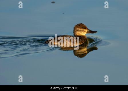 Ruddyente (Oxyura jamaicensis), McNary National Wildlife Refuge, Washington Stockfoto