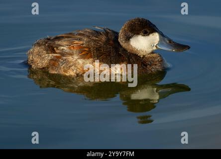 Ruddyente (Oxyura jamaicensis), McNary National Wildlife Refuge, Washington Stockfoto