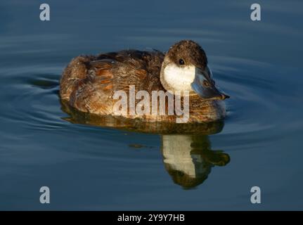 Ruddyente (Oxyura jamaicensis), McNary National Wildlife Refuge, Washington Stockfoto