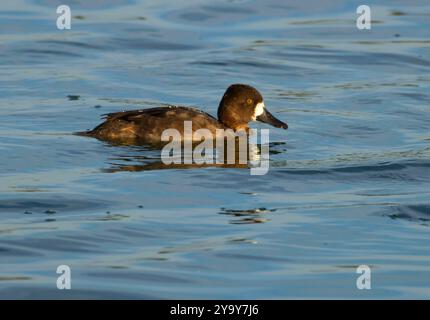 Aythya affinis, McNary National Wildlife Refuge, Washington Stockfoto