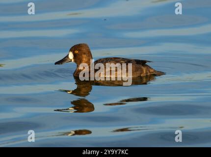 Aythya affinis, McNary National Wildlife Refuge, Washington Stockfoto