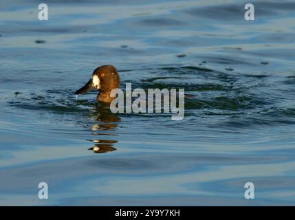 Aythya affinis, McNary National Wildlife Refuge, Washington Stockfoto