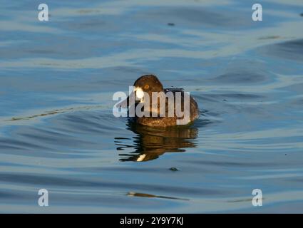 Aythya affinis, McNary National Wildlife Refuge, Washington Stockfoto