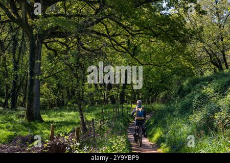Frankreich, Vendee, Saint Laurent sur Sèvre, Radfahren auf der Radroute Vendée Vélo Tour durch den Wald von Barbinière Stockfoto