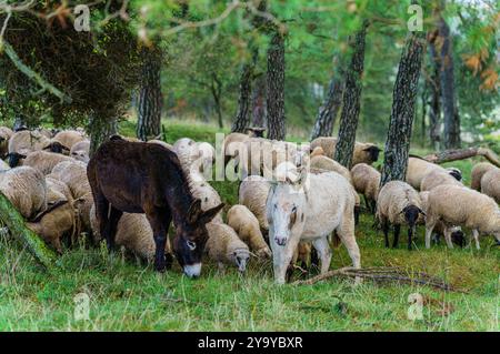 PRODUKTION - 11. Oktober 2024, Hessen, Hünfeld: Die Esel Tessa (l, 2 Jahre) Und Pauline (4 Jahre) Stehen Sie mitten in der Schafherde. Rund 500 Schafe, 25 Ziegen und 2 Esel weiden im Naturschutzgebiet Hünfelder Weinberg (Rhön). Die Schäferei mit Herz, die von der Familie Spione aus Leimbach (Osthessen/Marktstadt Eiterfeld) betrieben wird, nutzt zwei Esel als Herdenschutztiere zum Schutz der Herde. Foto: Andreas Arnold/dpa Stockfoto