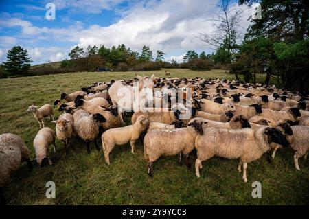 PRODUKTION - 11. Oktober 2024, Hessen, Hünfeld: Esel Pauline (4 Jahre alt) steht mitten in der Schafherde. Rund 500 Schafe, 25 Ziegen und 2 Esel weiden im Naturschutzgebiet Hünfelder Weinberg (Rhön). Die Schäferei mit Herz, die von der Familie Spione aus Leimbach (Marktgemeinde Eiterfeld) betrieben wird, nutzt zwei Esel als Herdenschutztiere zum Schutz der Herde. Foto: Andreas Arnold/dpa Stockfoto