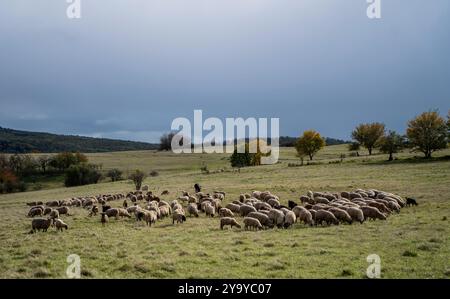 PRODUKTION - 11. Oktober 2024, Hessen, Hünfeld: Schafweiden auf einer Wiese. Rund 500 Schafe, 25 Ziegen und 2 Esel weiden im Naturschutzgebiet Hünfelder Weinberg (Rhön). Die Schäferei mit Herz, die von der Familie Spione aus Leimbach (Osthessen/Marktstadt Eiterfeld) betrieben wird, schützt die Herde mit zwei Eseln. Foto: Andreas Arnold/dpa Stockfoto