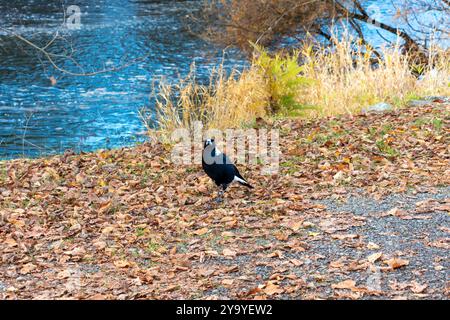 Foto einer australischen Elster, die auf dem Boden in der Nähe des Tumut River in der Township Tumut in den Snowy Mountains in Australien spaziert. Stockfoto