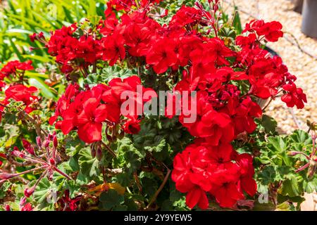 Foto einer leuchtend roten Geranienblume in voller Blüte in einem Wohngarten in den Blue Mountains in New South Wales, Australien. Stockfoto