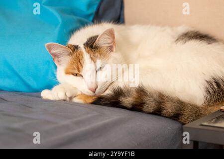 Eine schöne dreifarbige Katze schläft ruhig auf dem Bett. Ein Haustier. Eine gut gepflegte gesunde Katze. Stockfoto