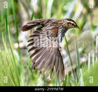 Nahaufnahme einer Rotflügelbarsche auf dem Höhepunkt der Brutsaison, die ihren Flügel ausdehnt und ihr kompliziertes Federmuster enthüllt. Stockfoto