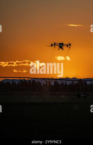 Landwirtschaftsdrohne fliegt zu gesprühtem Dünger auf dem Feld. Industrielle Landwirtschaft und intelligente Landwirtschaft Stockfoto