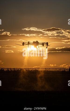 Landwirtschaftsdrohne fliegt zu gesprühtem Dünger auf dem Feld. Industrielle Landwirtschaft und intelligente Landwirtschaft. Sonnenuntergang Stockfoto