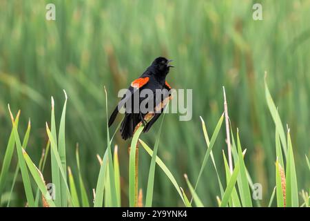 Ein Rotflügelbarsch (Agelaius phoeniceus) mit farbenfrohem Gefieder, der sein Lied singt, während er einen frischen, mit Samen gefüllten Katzenschwanz umklammert. Stockfoto