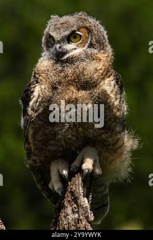 Ein ausgebildeter junger Großhorneule, Bubo virginianus Stockfoto