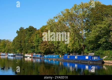 Der Fluss Lea im Herbst in der Nähe des Springfield Park, Upper Clapton, London, Großbritannien, mit Bäumen und Schmalbooten Stockfoto