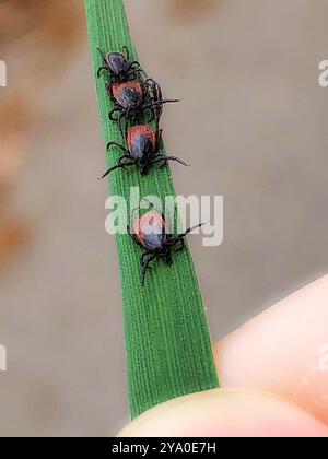 Käfer auf einem grünen Blatt die Zecke Stockfoto