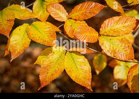 Amerikanische Buche (Fagus grandifolia) mit wunderschönen Herbstfarben Stockfoto