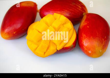 Brasilianische Mangos der Palmer-Art, reif und isoliert Stockfoto