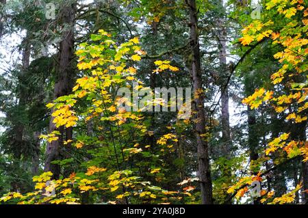 Herbstwald mit Ahorn und immergrünen Bäumen in Lake Cowichan, BC Stockfoto