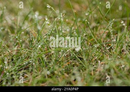 Nahaufnahme von Morgentauropfen auf frischem grünem Gras auf einem natürlichen Feld an einem Herbsttag. Konzept von Natur, Frische und Schönheit der Umwelt Stockfoto