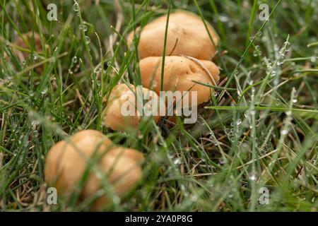 Nahaufnahme von kleinen Pilzen, die zwischen tau bedecktem Gras im frühen Morgenlicht wachsen. Das Konzept des natürlichen Ökosystems, der Wildpilze und der frischen Herbstnatur Stockfoto