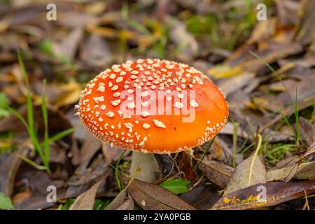 Nahaufnahme eines leuchtenden roten Amanita-Pilzes mit weißen Flecken auf dem Waldboden, umgeben von herabfallenden Blättern Stockfoto